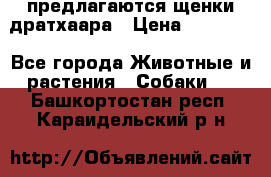 предлагаются щенки дратхаара › Цена ­ 20 000 - Все города Животные и растения » Собаки   . Башкортостан респ.,Караидельский р-н